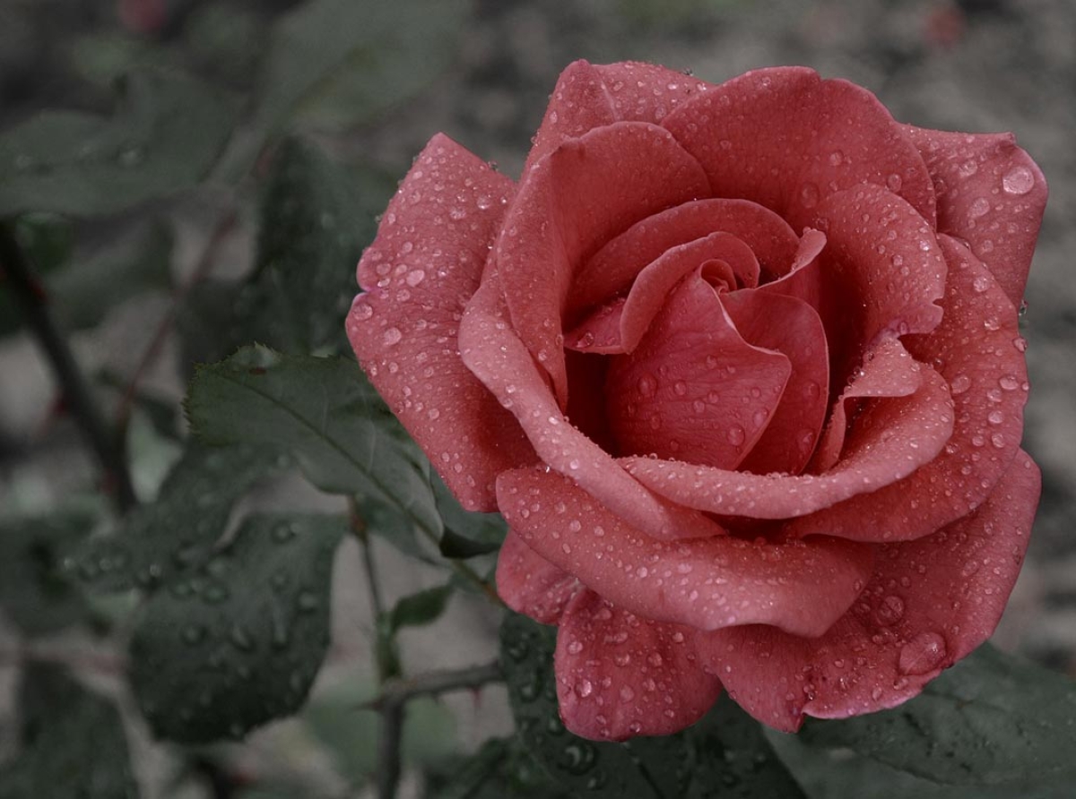 Róże: odmiany polecane do dekoracji altan i ogrodów przydomowych
